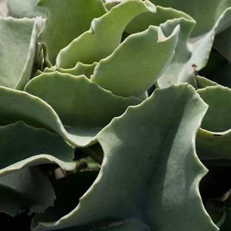 Casa Ulivo Agave Favignana At My Place 외부 사진