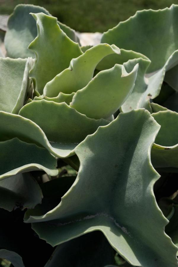 Casa Ulivo Agave Favignana At My Place 외부 사진